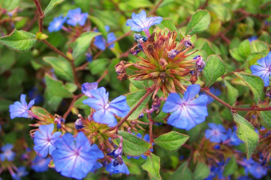 CERATOSTIGMA willmottianum, Chinese Plumbago