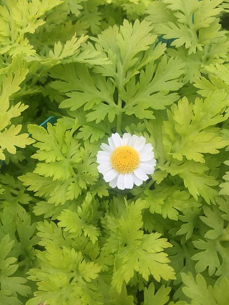 CHRYSANTHEMUM parthenium 'Aureum', Golden Feather