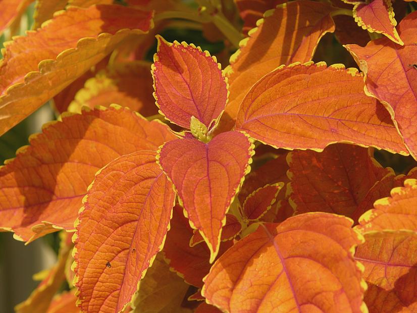 COLEUS x hybrid 'Rustic Orange', SOLENOSTEMON scutellarioides 'Rustic Orange'