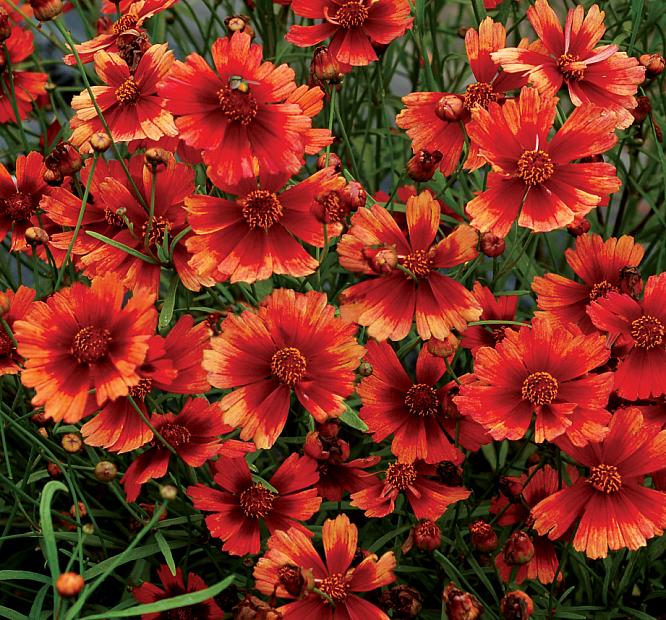 COREOPSIS 'Desert Coral', Tickseed