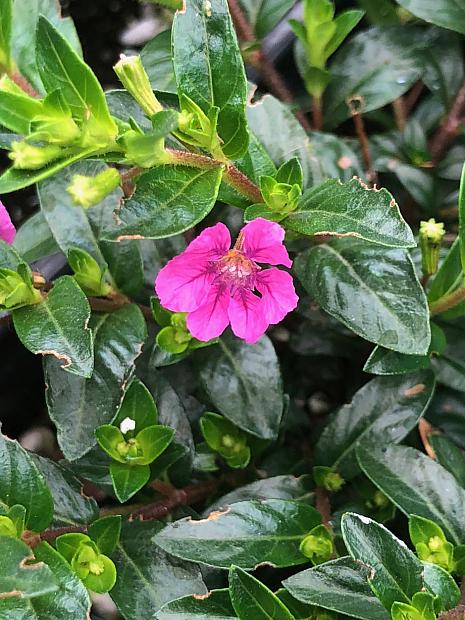 CUPHEA FloriGlory 'Diana', Mexican Heather