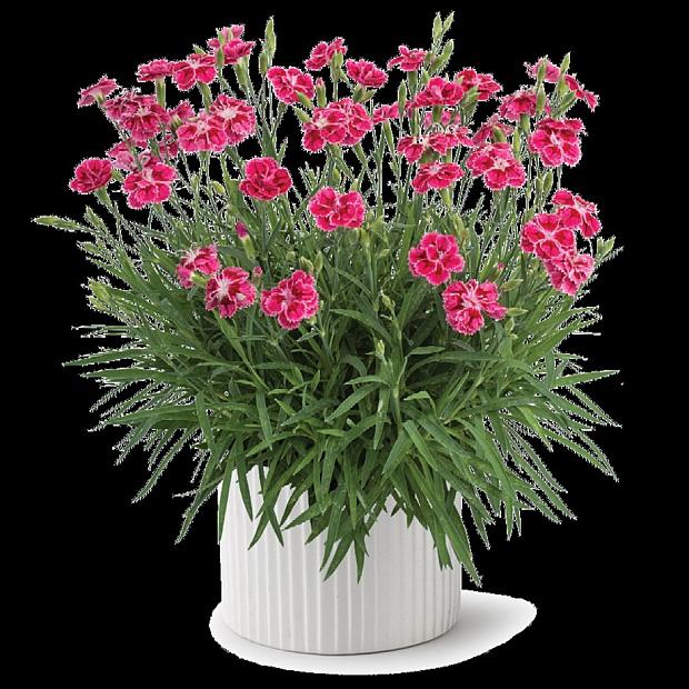 DIANTHUS plumarius Delilah 'Bicolor Magenta', Pink, Cottage Pink, Carnation