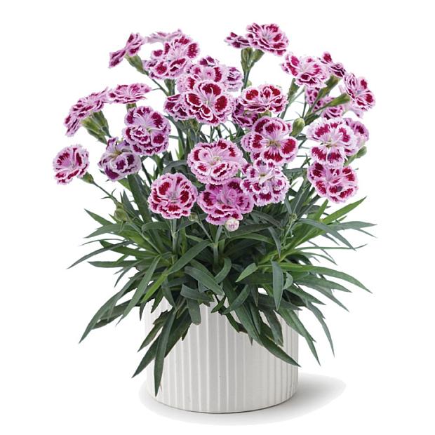 DIANTHUS plumarius Delilah 'Bicolor Purple', Pink, Cottage Pink, Carnation