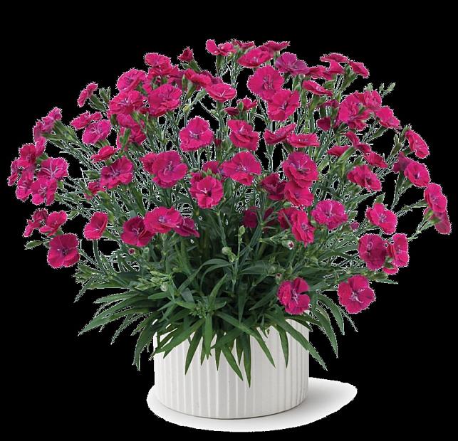 DIANTHUS plumarius Delilah 'Magenta', Pink, Cottage Pink, Carnation