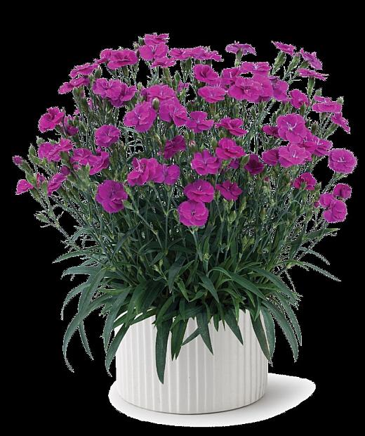 DIANTHUS plumarius Delilah 'Purple', Pink, Cottage Pink, Carnation