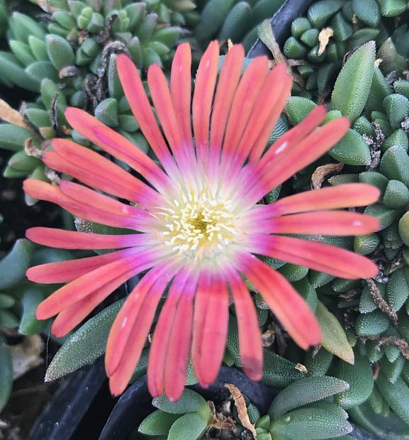 DELOSPERMA dyeri 'Red Mountain Flame', Iceplant