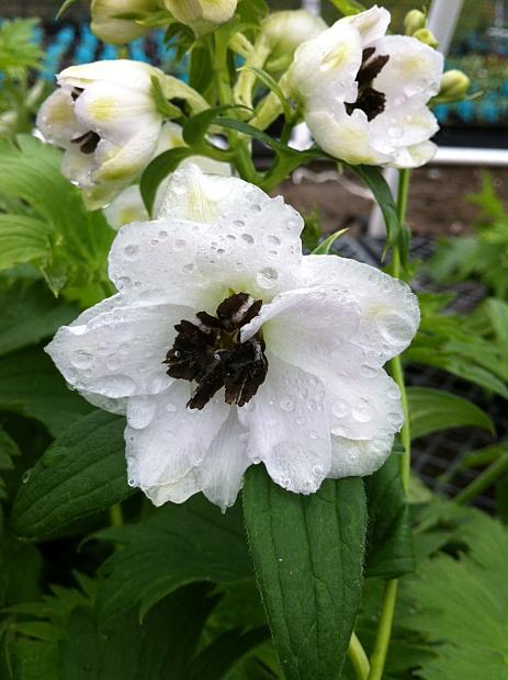 DELPHINIUM x cultorum Magic Fountains 'White Dark Bee', Larkspur