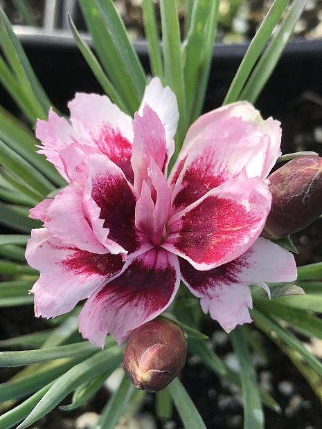 DIANTHUS caryophyllus 'Odessa Amy', Odessa carnation