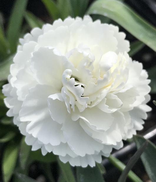 DIANTHUS 'Sunflor Cosmos', Sunflor Carnation