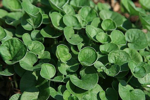 DICHONDRA micrantha 'Emerald Falls', 