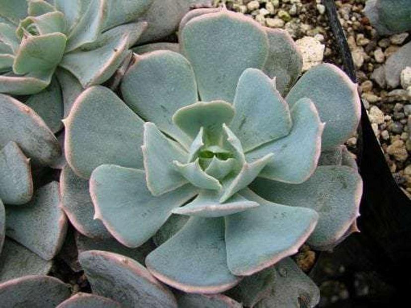 ECHEVERIA 'Caribbean Blue', Mexico's or Mexican Hen & Chicks