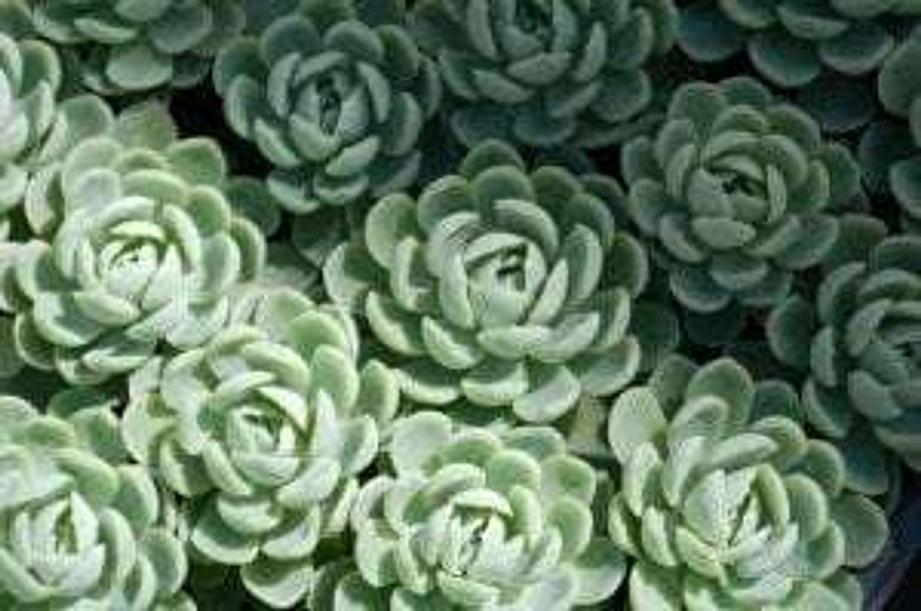 ECHEVERIA vertis, Mexican Hen & Chicks, Snowball, Gem