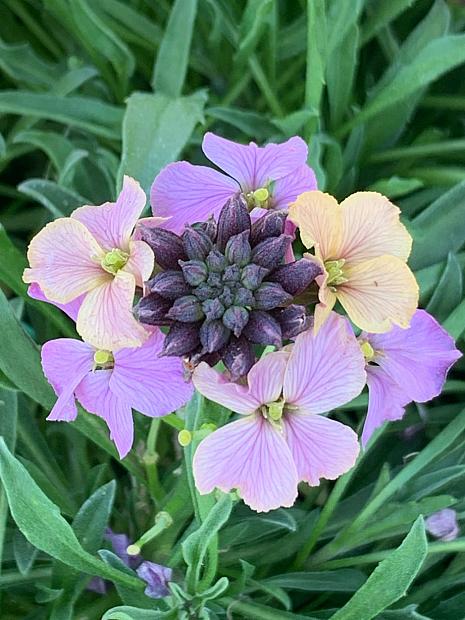 ERYSIMUM 'Night Skies' (Sky Series), Wallflower