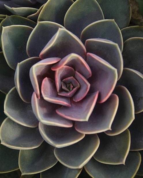 ECHEVERIA hybrid 'Perle Von Nurnberg', 