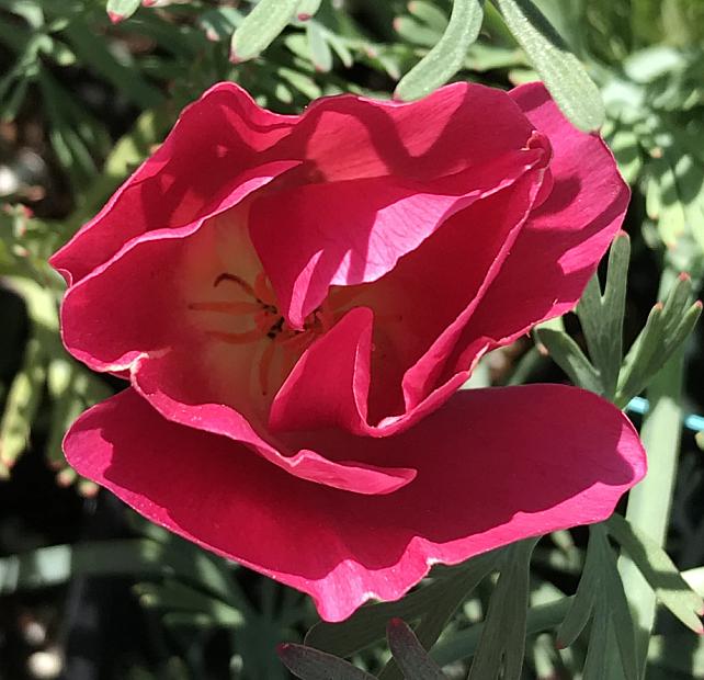 ESCHSCHOLZIA californica 'Champagne and Roses', California Poppy