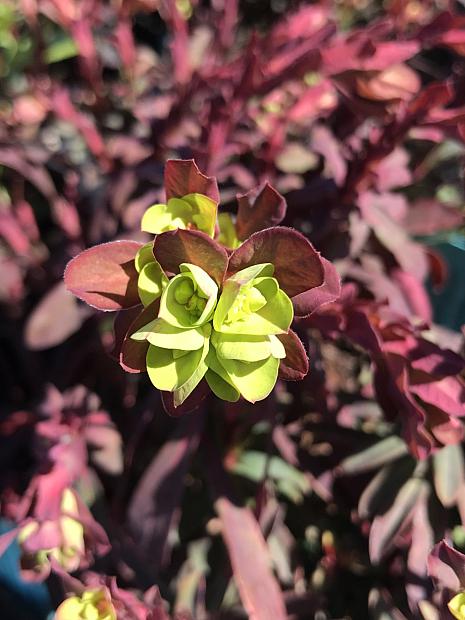 EUPHORBIA amygdaloides 'Purpurea'/'Rubra', Wood Spurge