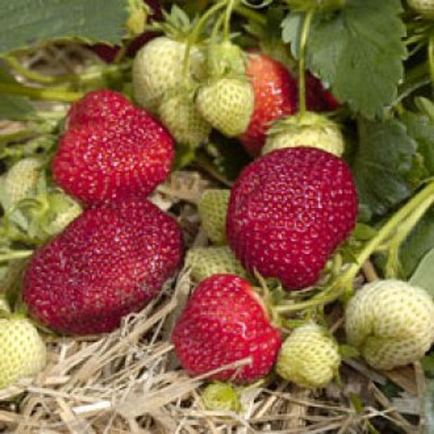 FRAGARIA 'Honeoye', June-bearing Garden Strawberry