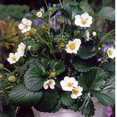 FRAGARIA x ananassa 'Elan' (Strawberry), Everbearing Garden Strawberry