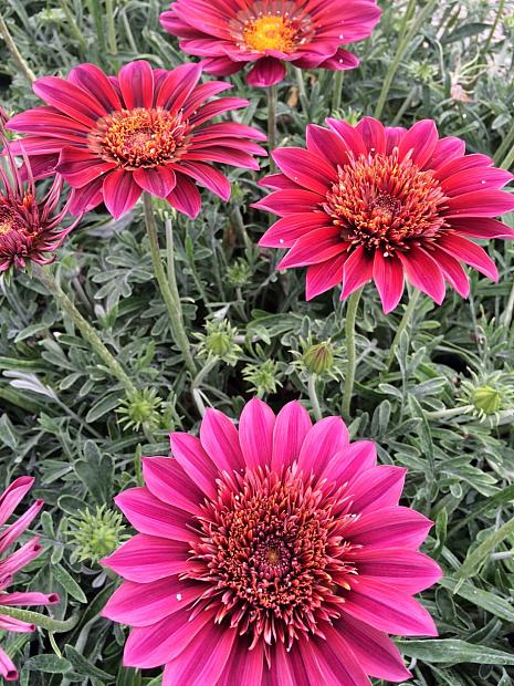 GAZANIA SunBathers 'Otomi', Treasure Flower