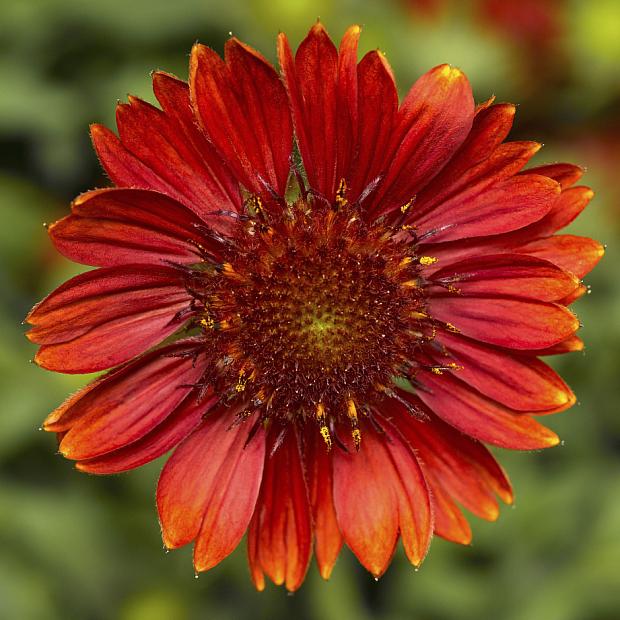 GAILLARDIA aristata Sunrita 'Burgundy', Blanketflower