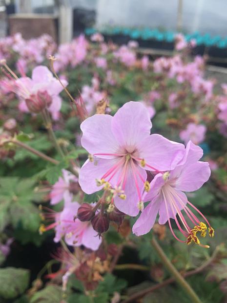 GERANIUM macrorrhizum 'Ingwersen's Variety', Crane's Bill