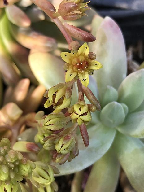 GRAPTOSEDUM 'Darley Sunshine', 