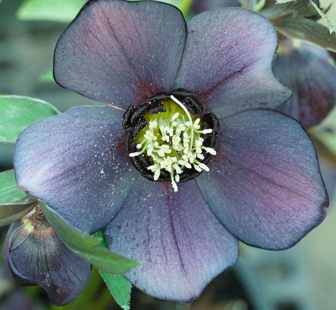 HELLEBORUS x hybridus 'Blue Diamond' (Winter Jewels Series), Lenten Rose, Christmas Rose