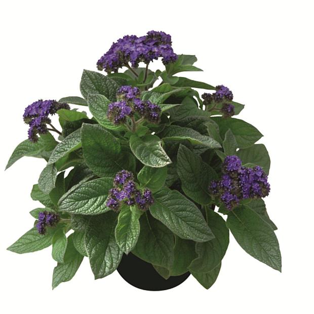 HELIOTROPIUM arborescens 'Midnight Sky', Heliotrope