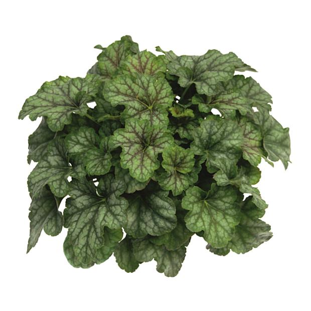 HEUCHERA Heureka 'Emerald Queen', Heureka Series, Alum Root, Coral Bells