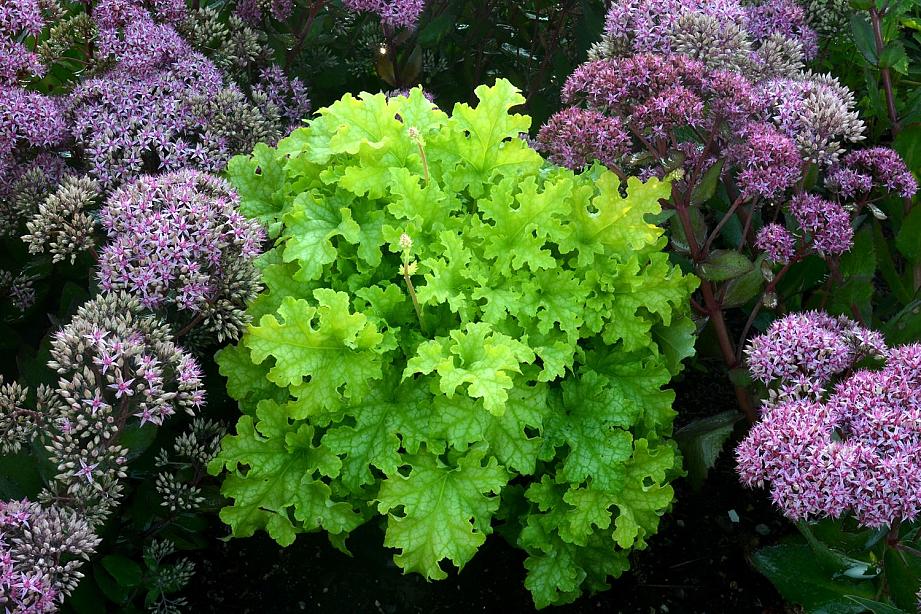 HEUCHERA 'Lime Ruffles', Coral Bells