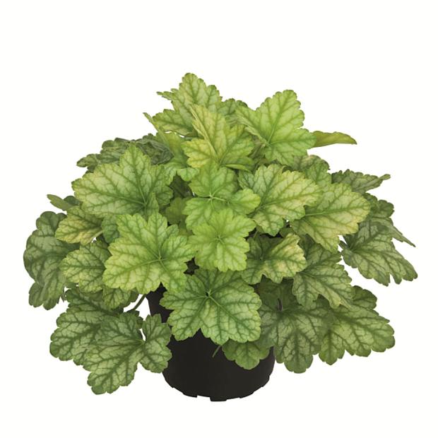 HEUCHERA Heureka 'Lord Lime', Heureka Series, Alum Root, Coral Bells