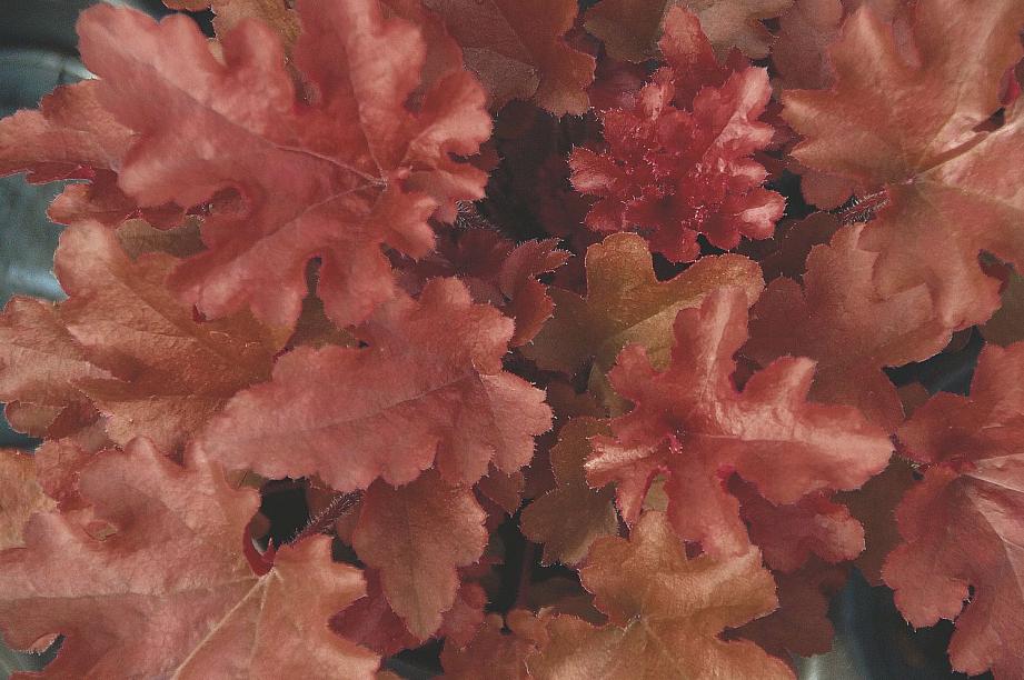 HEUCHERA Heureka 'Red Fury', Heureka Series, Alum Root, Coral Bells