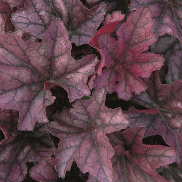 HEUCHERA Heureka 'Season's King', Heureka Series, Alum Root, Coral Bells