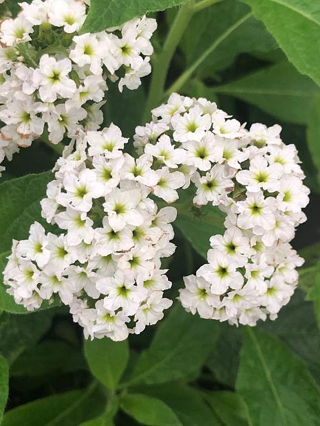 HELIOTROPIUM arborescens 'Album', Common Heliotrope