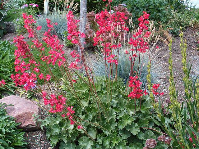 HEUCHERA sanguinea 'Splendens', Alum Root, Coral Bells