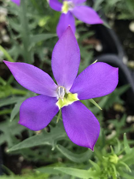 ISOTOMA axillaris Fizz n Pop 'Glowing Violet', Laurentia