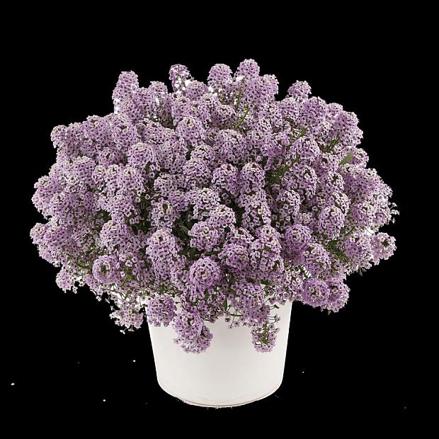 LOBULARIA hybrida Stream Compact 'Violet', Stream Compact Series Lobularia, Sweet Alyssum