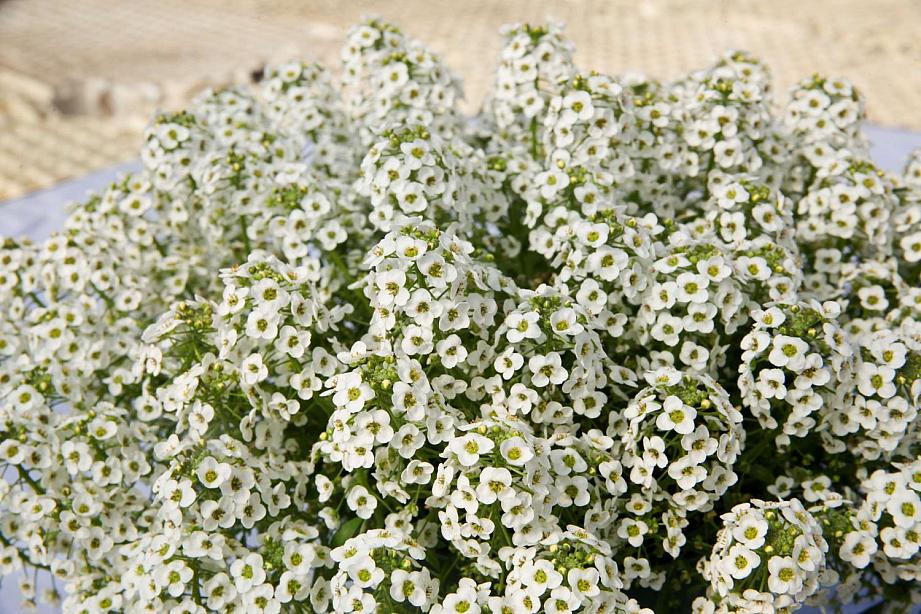 LOBULARIA hybrida Stream Compact 'White', Stream Compact Series Lobularia, Sweet Alyssum