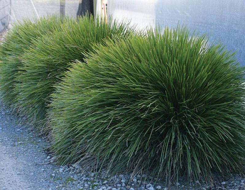 LOMANDRA confertifolia Leading 'Lime Tight' (= 'Limtigra', 'Lomlon'), Mat Rush