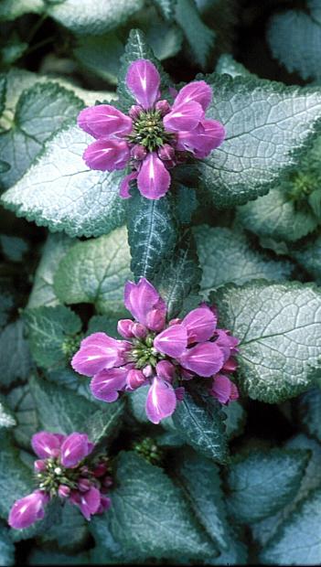 LAMIUM 'Purple Dragon', Spotted Dead Nettle