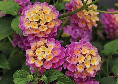 LANTANA camara 'Bandana Landscape Pink', Weeping or Trailing Lantana, Polecat Geranium