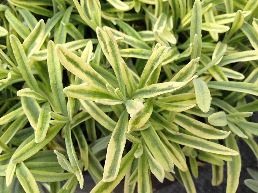 LAVANDULA angustifolia 'Platinum Blonde' ( L. Momparler' ), Variegated English Lavender