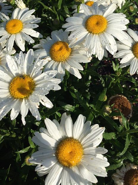 LEUCANTHEMUM x superbum 'Snowcap', Shasta Daisy