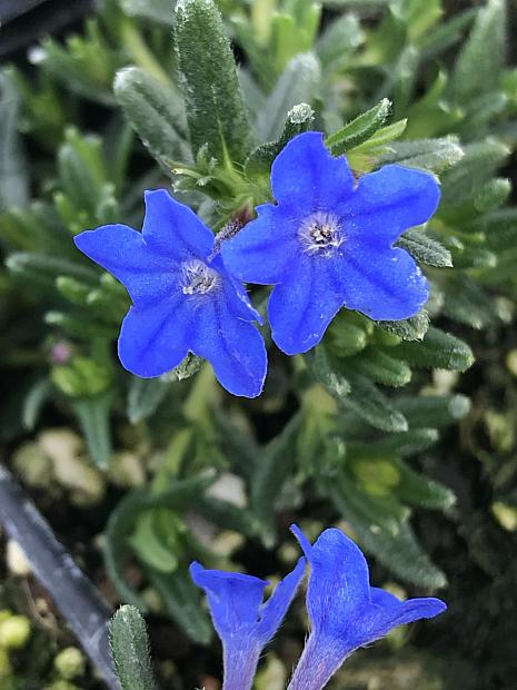 LITHODORA diffusa 'Grace Ward', 