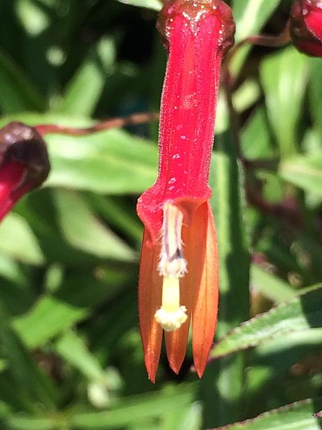 LOBELIA laxiflora, Mexican Lobelia