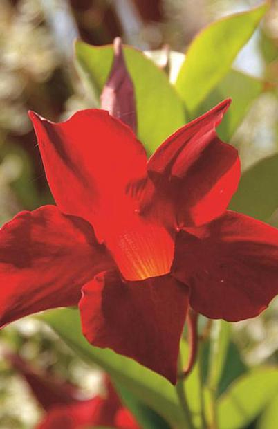 MANDEVILLA x 'Sun Parasol Crimson' (syn. 'Sunmandecrim'), Mandevilla