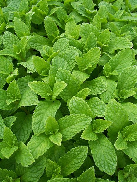 MENTHA spicata 'Kentucky Colonel', Spearmint