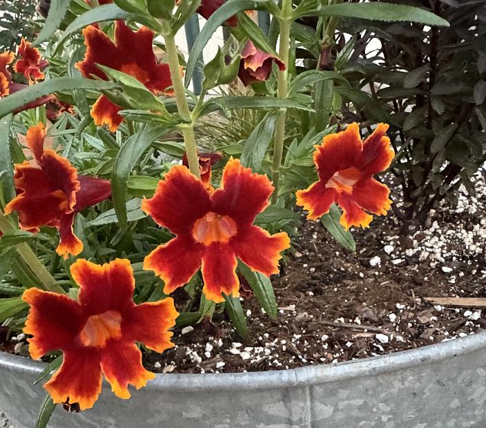 MIMULUS aurantiacus 'Jelly Bean Fiesta Marigold', Bush or Sticky Monkey Flower