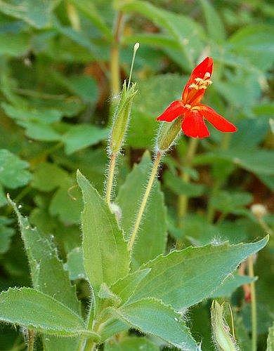 MIMULUS cardinalis, Carndinal, Scarlet Monkey Flower