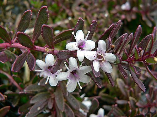 MYOPORUM parvifolium 'Red Leaf Form', Creeping Boobialla